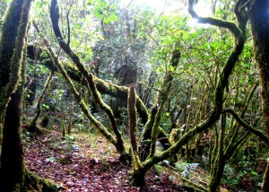 The mystical mossy forest.
